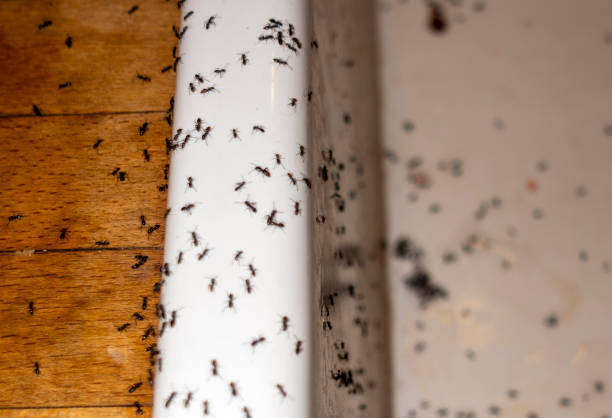 Best Best Pest Control Companies  in Boonville, NC