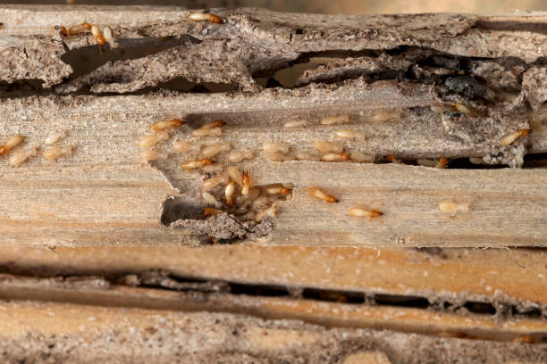 Wasp Removal Services in Boonville, NC