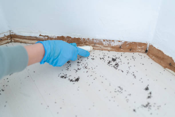 Best Residential Pest Control  in Boonville, NC